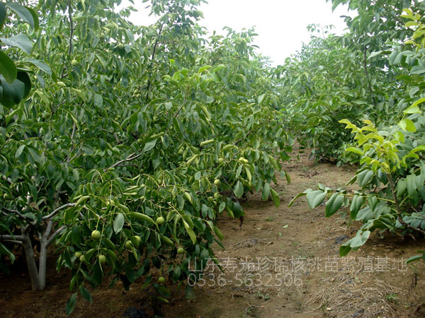 四年生核豐核桃豐產狀